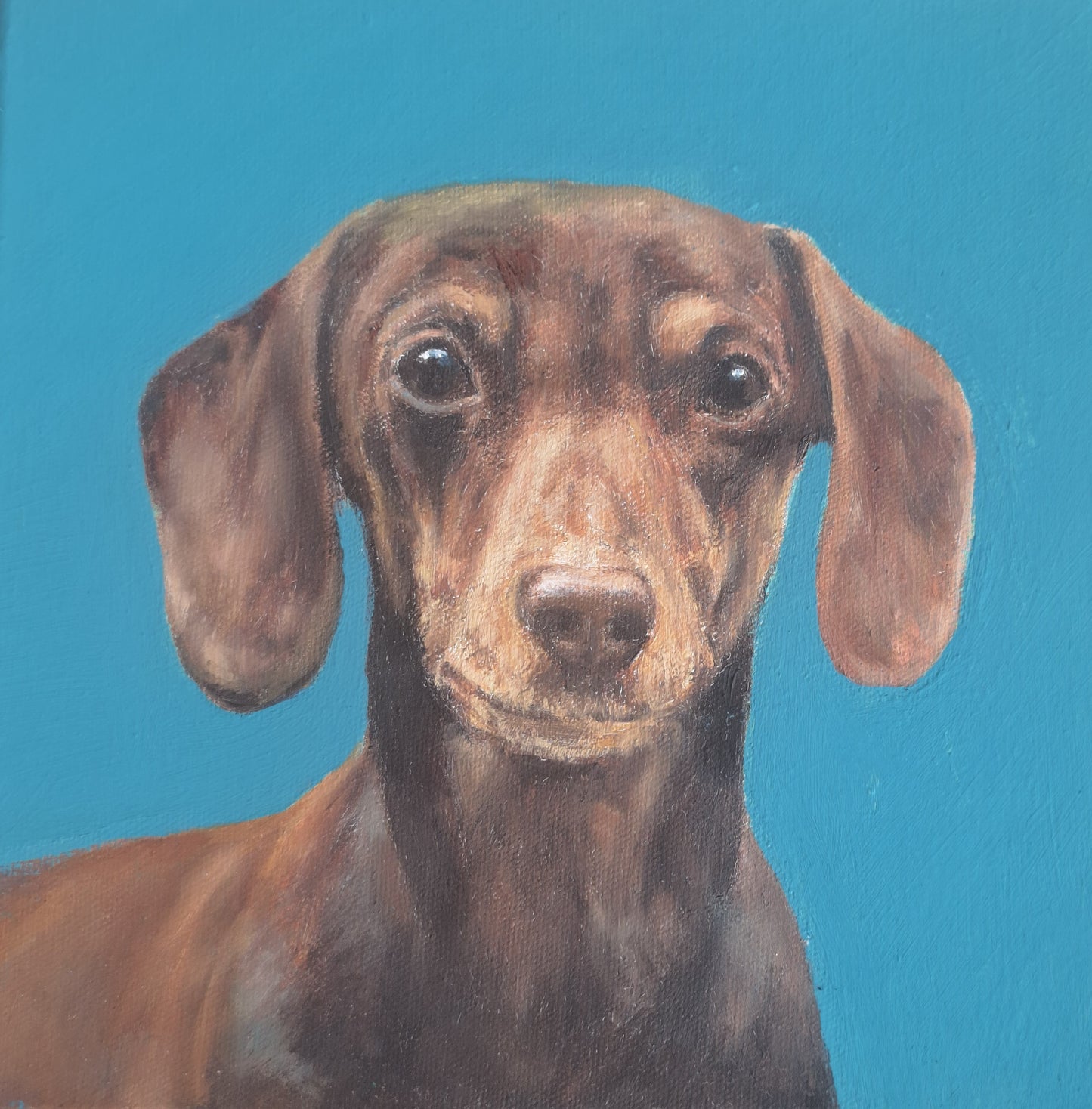 Doxie Blue