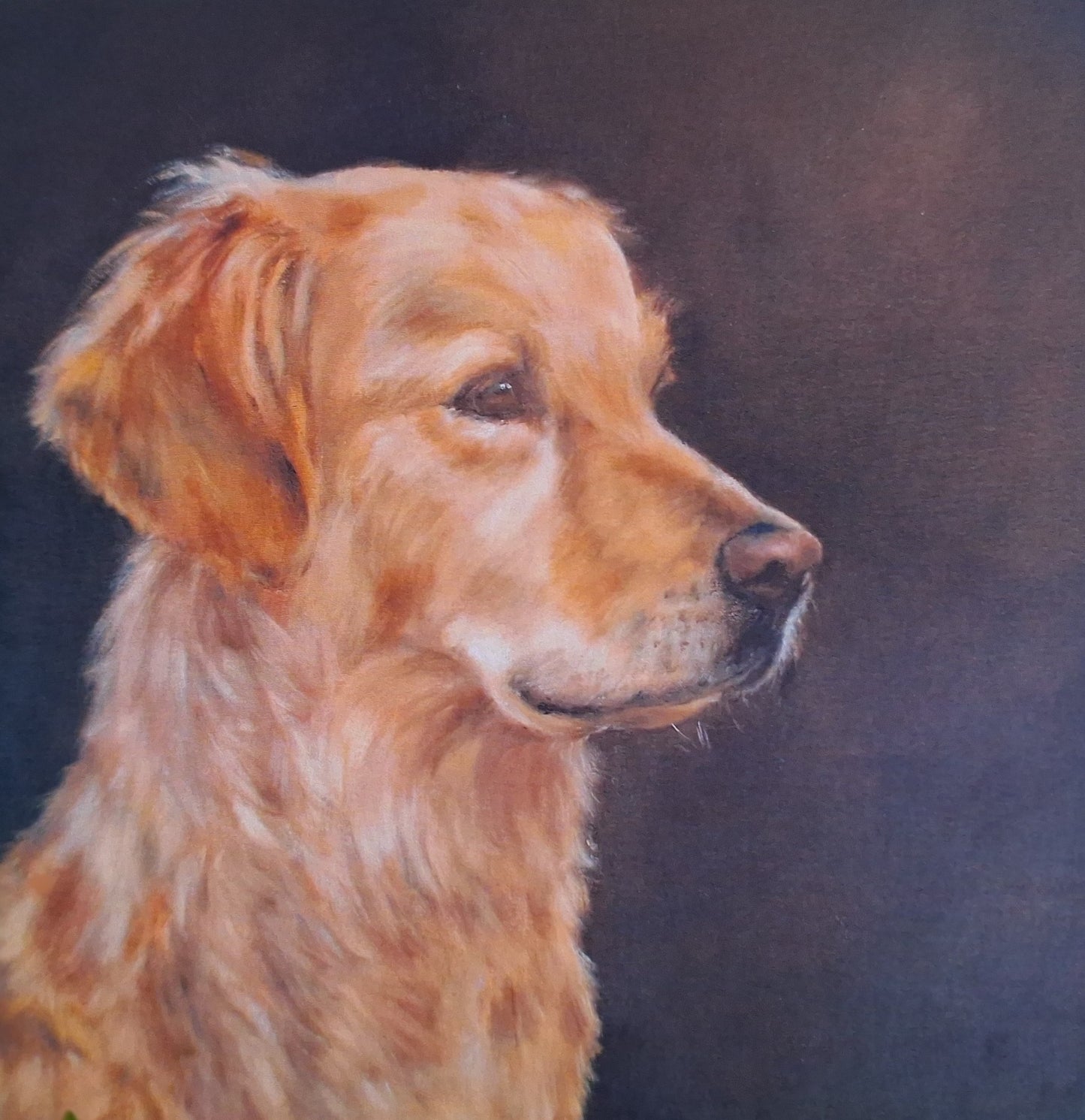 Golden Retriever Study - Fine Art Greetings Card