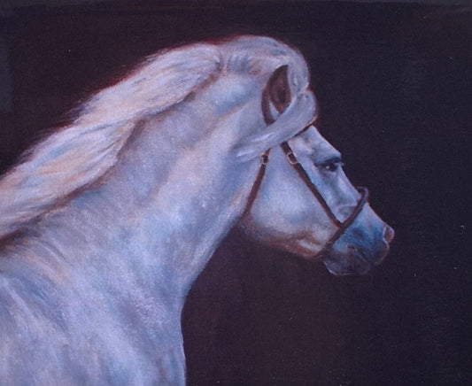 Welsh Mountain Pony - Fine Art Greetings Card