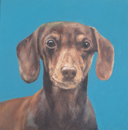 Doxie Blue