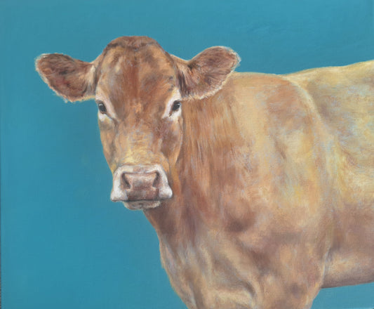 Limousin Study on Teal